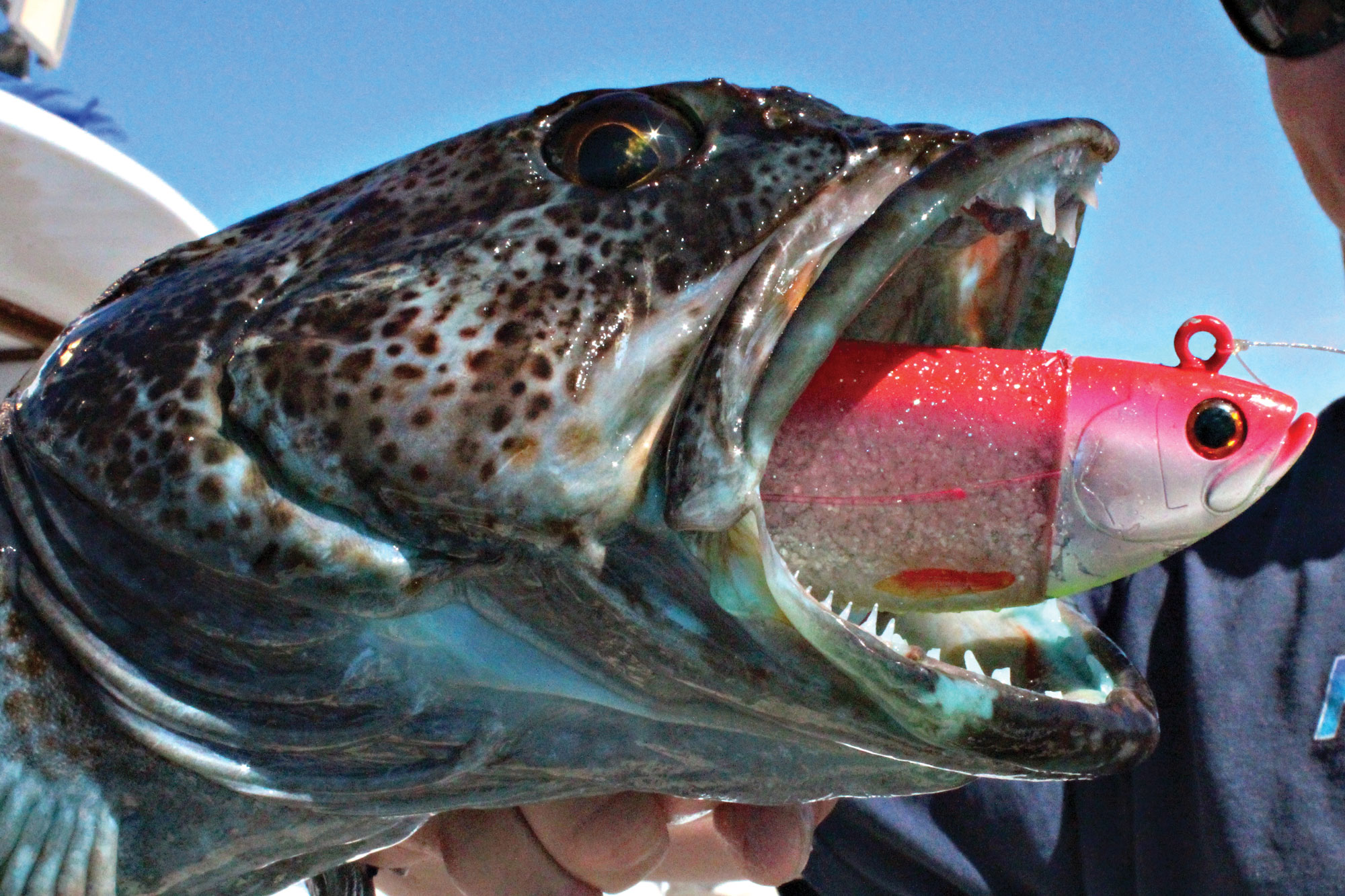 big hammer swimbaits for lingcod